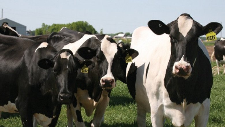 Издирват 321 "изчезнали" животни, за които са получавани субсидии 