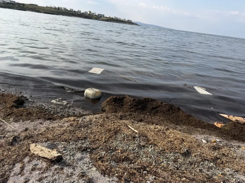 Шок-гледка на плажа в Арапя: 3 мъртви делфина и мръсотия