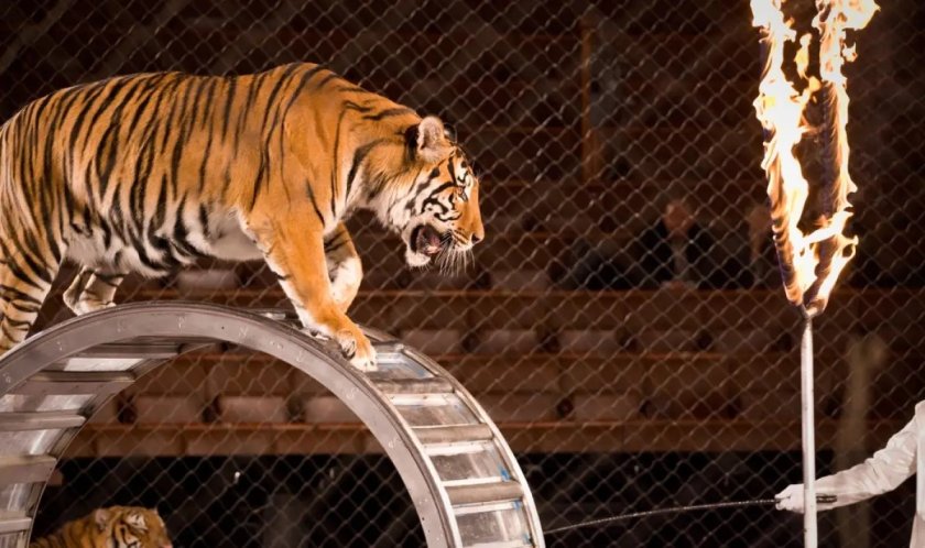 Шок и ужас: Тигър скочи в публиката по време на цирково шоу в Русия