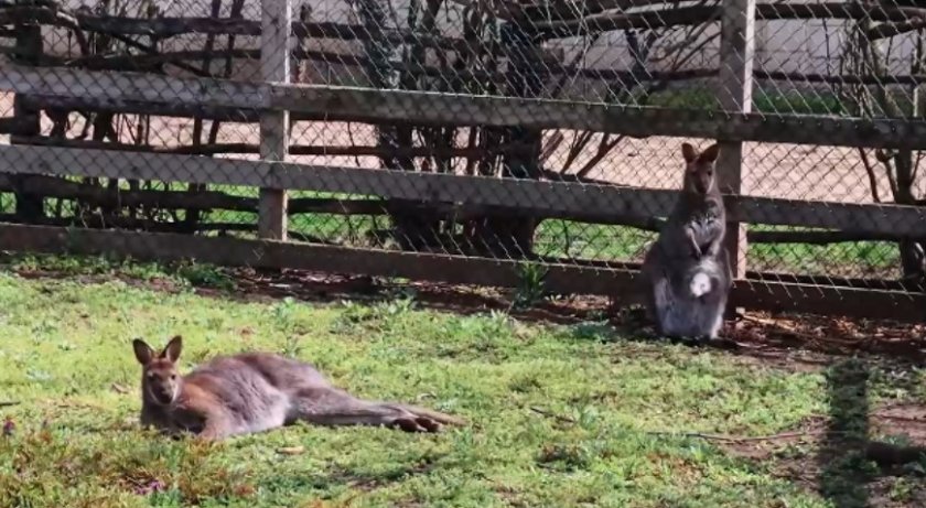 Кенгуру албинос се роди в зооцентъра в Добрич