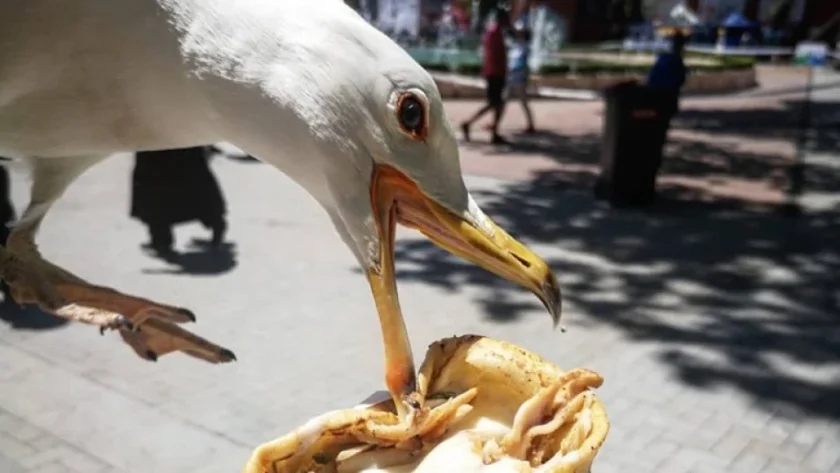 Необичайно състезание: Имитират крясъците на чайките в кръчма