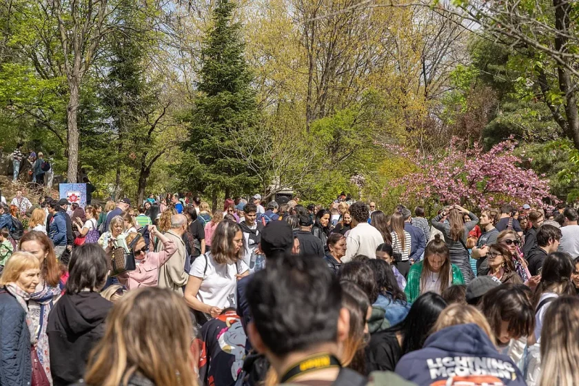 Юруш към японските вишни в Букурещ