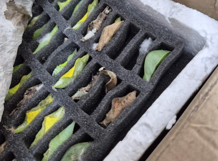 На "Капитан Андреево": Откриха в автобус какавиди на тропически пеперуди (СНИМКИ)