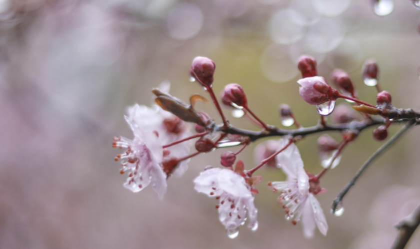 Май започва с дъжд, студ и слани