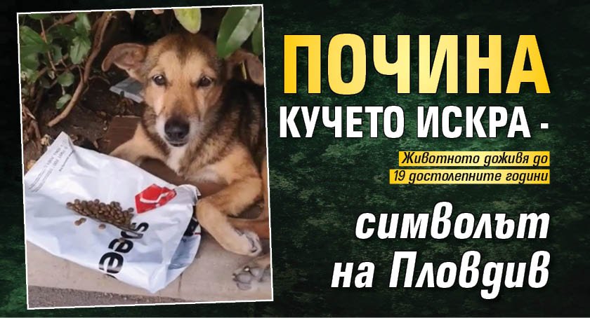 Почина кучето Искра - символът на Пловдив