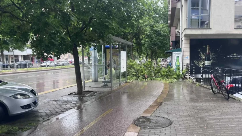 Голям клон падна на тротоар в Пловдив, майка с дете се разминаха на косъм (СНИМКИ)