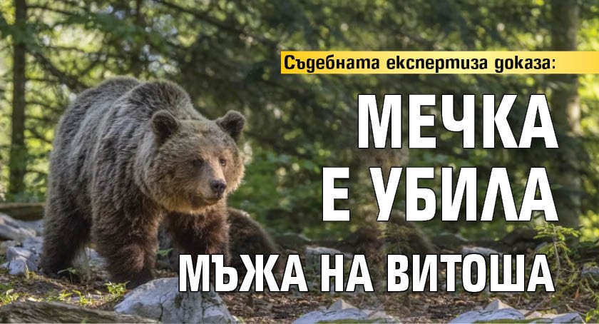 Съдебната експертиза доказа: Мечка е убила мъжа на Витоша