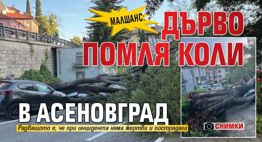 Малшанс: Дърво помля коли в Асеновград (СНИМКИ)