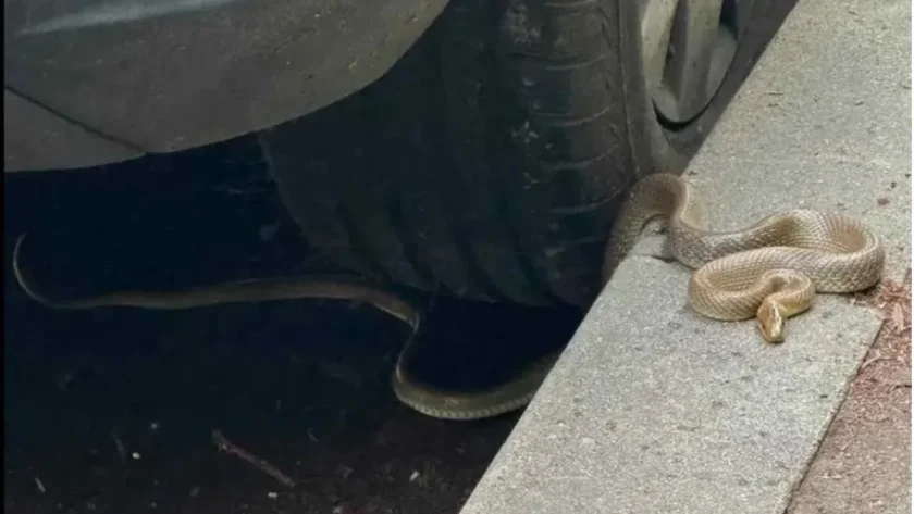 Змия се появи до училище в столичния квартал &bdquo;Оборище&ldquo;