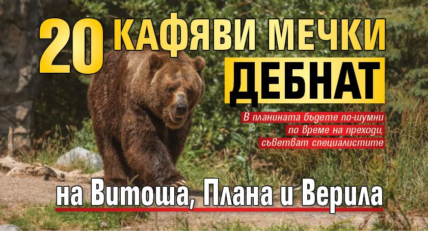 20 кафяви мечки дебнат на Витоша, Плана и Верила