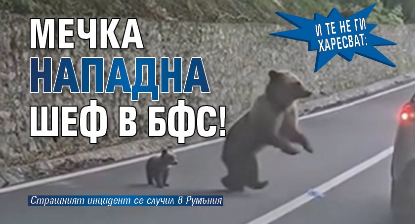 И те не ги харесват: Мечка нападна шеф в БФС!