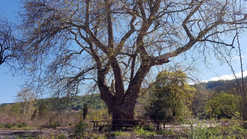 Във Варна расте едно от най-старите дървета у нас