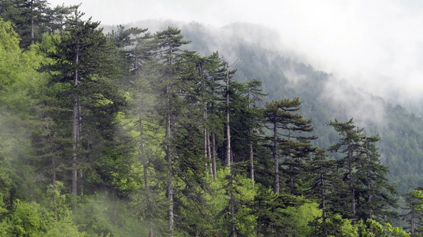 Държавата обявява процедура за закупуване на частни гори