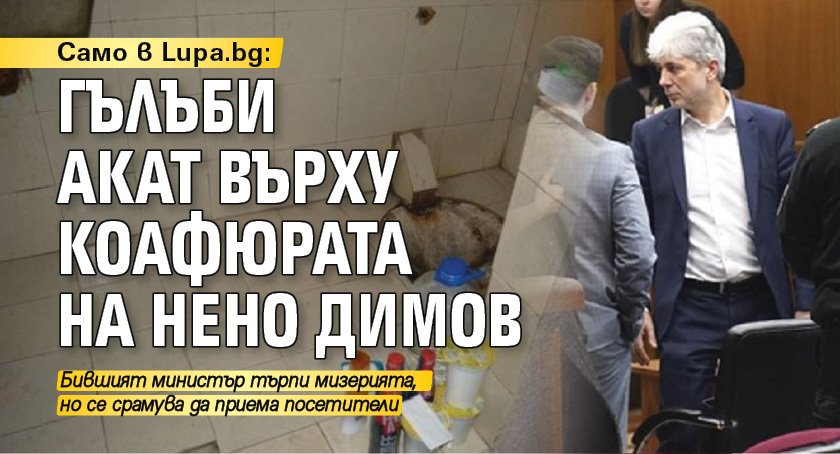 Само в Lupa.bg: Гълъби акат върху коафюрата на Нено Димов