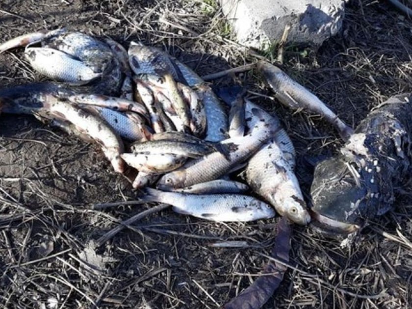Версия: Рибата в Марица отровена със сода каустик?