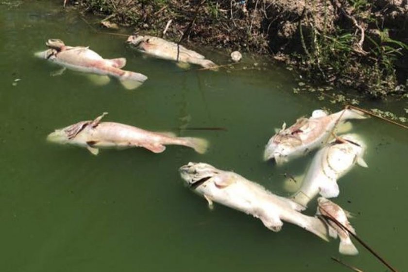 Тонове мъртва риба изплуваха в Марица