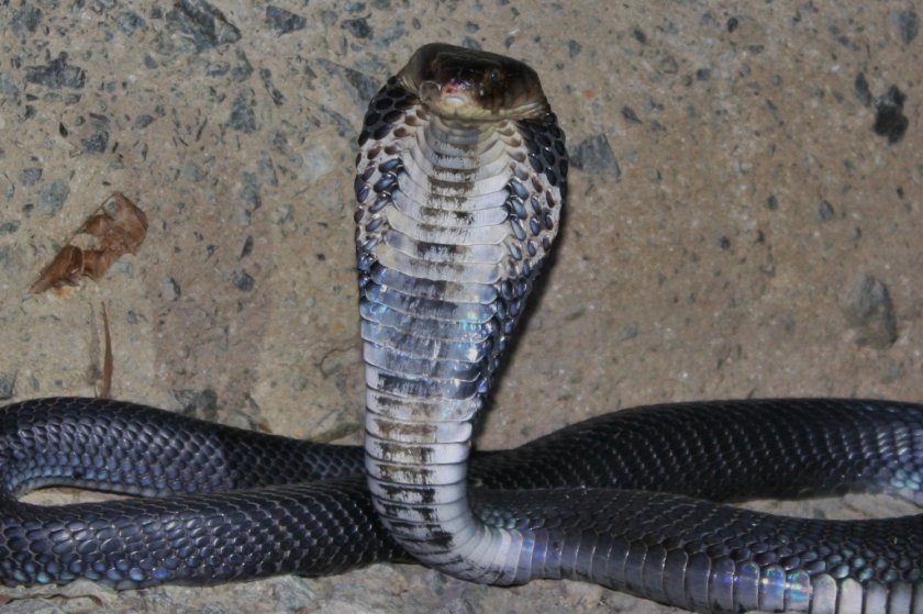 Змии пренасят супервируса от Китай