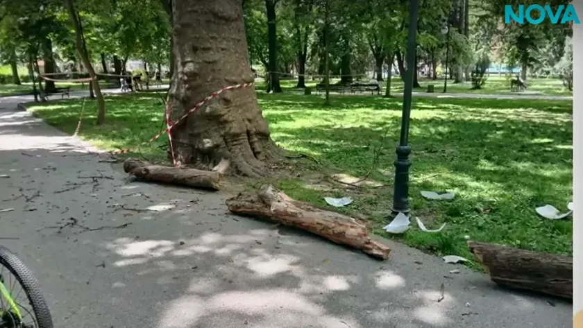 Инцидент в Пловдив: Изгнило дърво рухна на метри от деца и родители