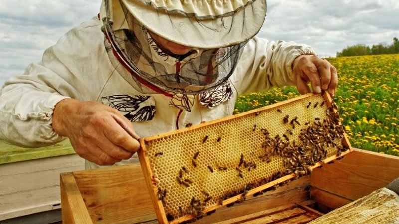 Кризата в пчеларството: 30% от бизнеса хлопна кепенците