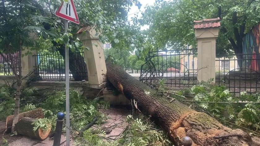 Дърво размаза 2 коли в центъра на София (СНИМКИ)