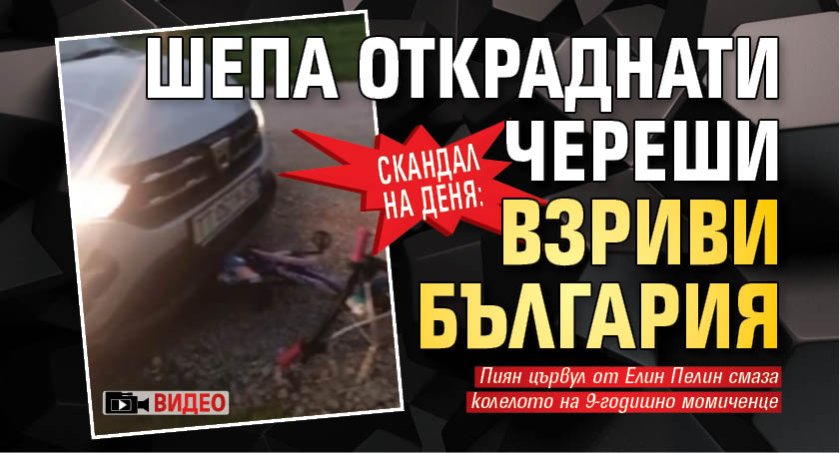 Скандал на деня: Шепа откраднати череши взриви България (ВИДЕО)