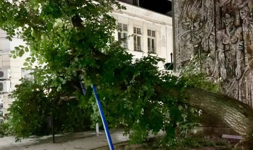 Голямо дърво падна в центъра на Русе