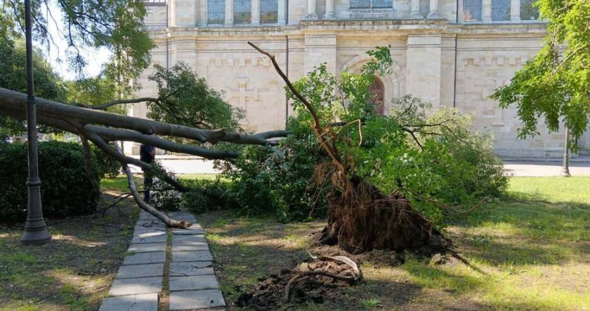 Дърво се стовари в градинката до Катедралата във Варна