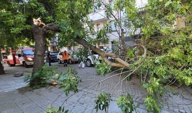 Дърво размаза автомобил в центъра на Пловдив