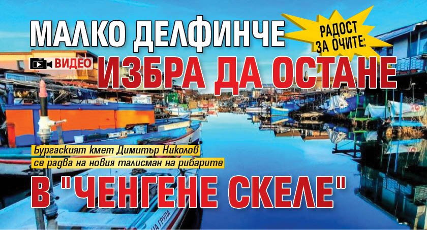 Радост за очите: Малко делфинче избра да остане в "Ченгене скеле" (ВИДЕО)