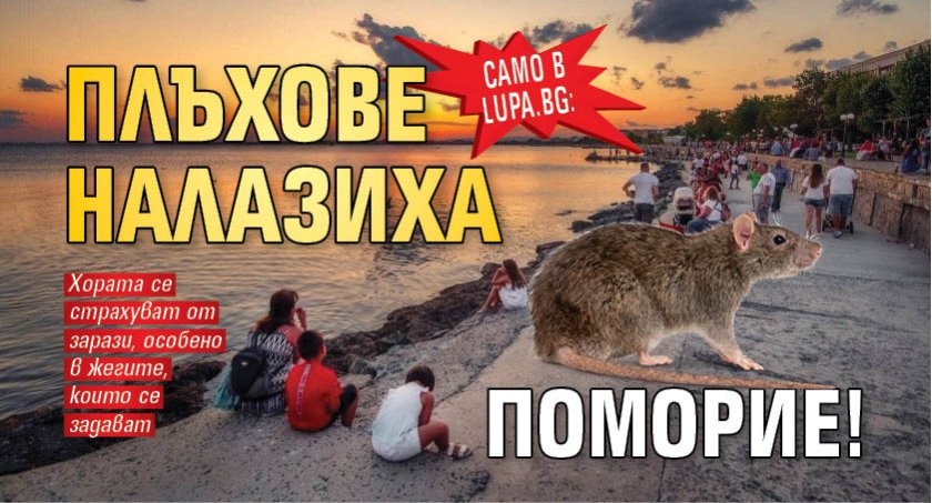 Само в Lupa.bg: Плъхове налазиха Поморие!