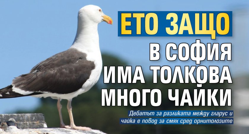 Ето защо в София има толкова много чайки
