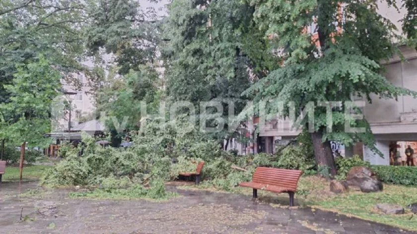 Дърво падна върху майка с 2 деца пред "Кристал"