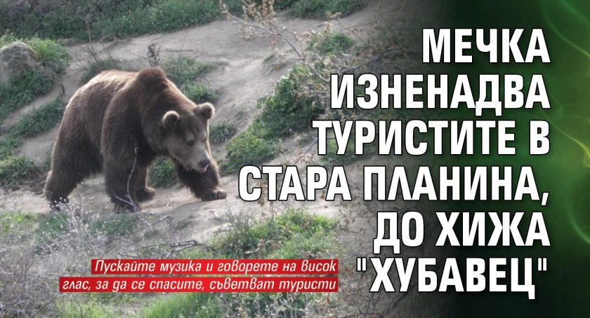 Мечка изненадва туристите в Стара планина, до хижа "Хубавец"