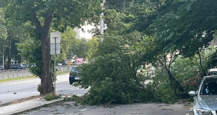 Силна буря премина през Добрич, събори много дървета