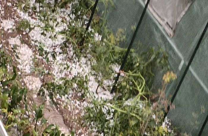 Страшна градушка покоси градините и реколтата в село Горна Рибница