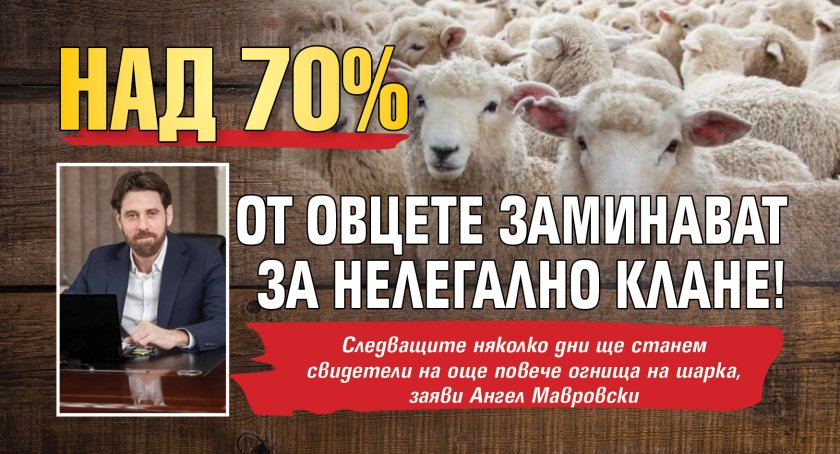 Над 70% от овцете заминават за нелегално клане!