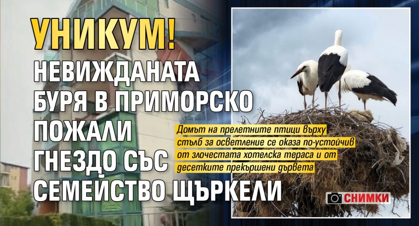 УНИКУМ! Невижданата буря в Приморско пожали гнездо със семейство щъркели (снимки)