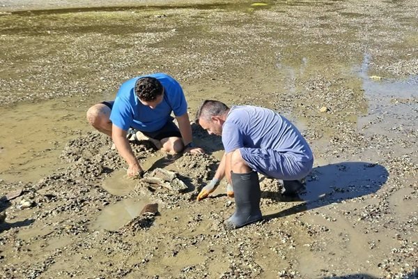 Започна изваждането на останките от мамута, открит в Дунав (СНИМКИ)