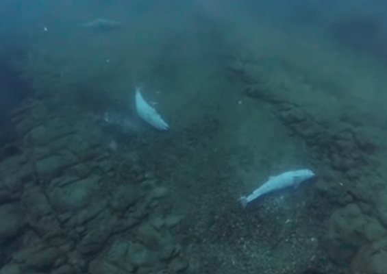 Водолази заснеха "гробище" на бебета делфини край Приморско