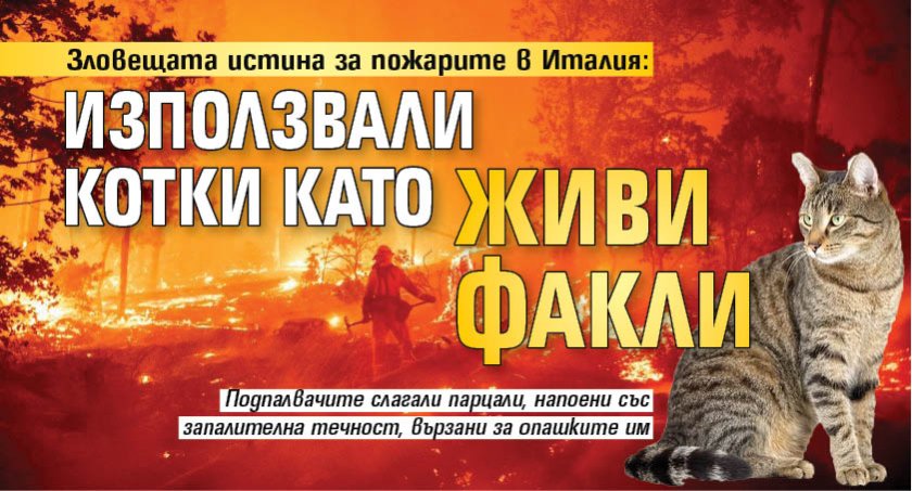 Зловещата истина за пожарите в Италия: Използвали котки като живи факли 
