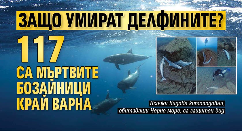 Защо умират делфините? 117 са мъртвите бозайници край Варна 