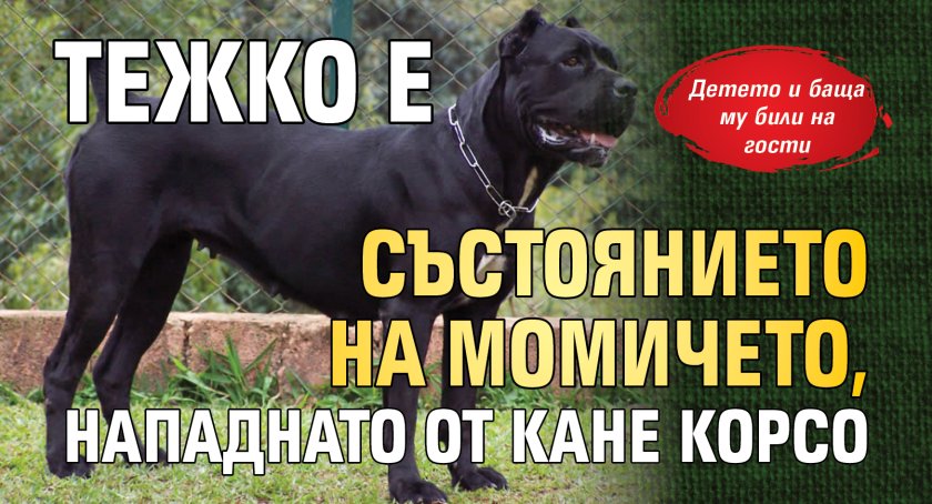 Тежко е състоянието на момичето, нападнато от Кане Корсо