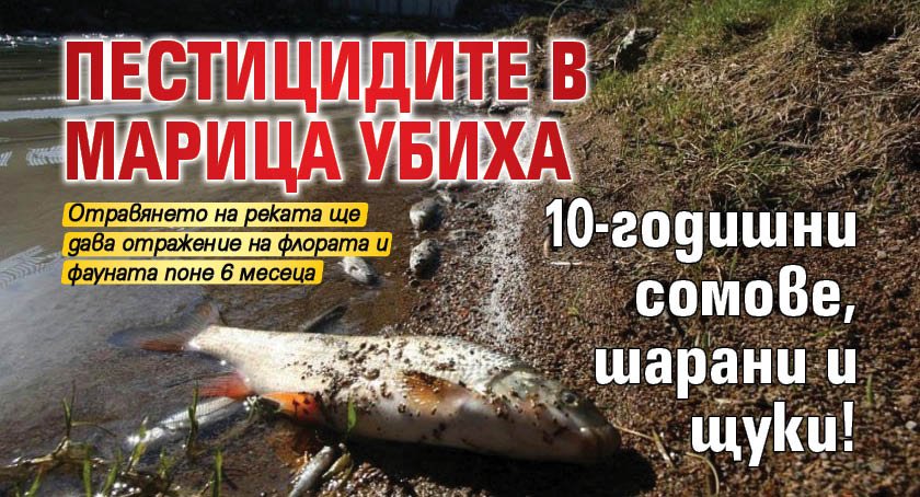 Пестицидите в Марица убиха 10-годишни сомове, шарани и щуки!