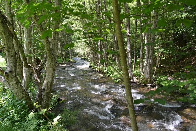 Пламна гората над Рилския манастир 