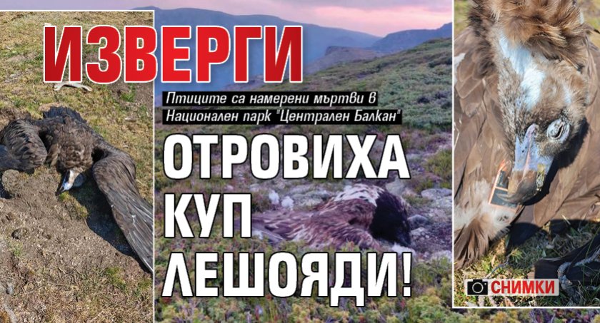 Изверги отровиха куп лешояди! (СНИМКИ) 