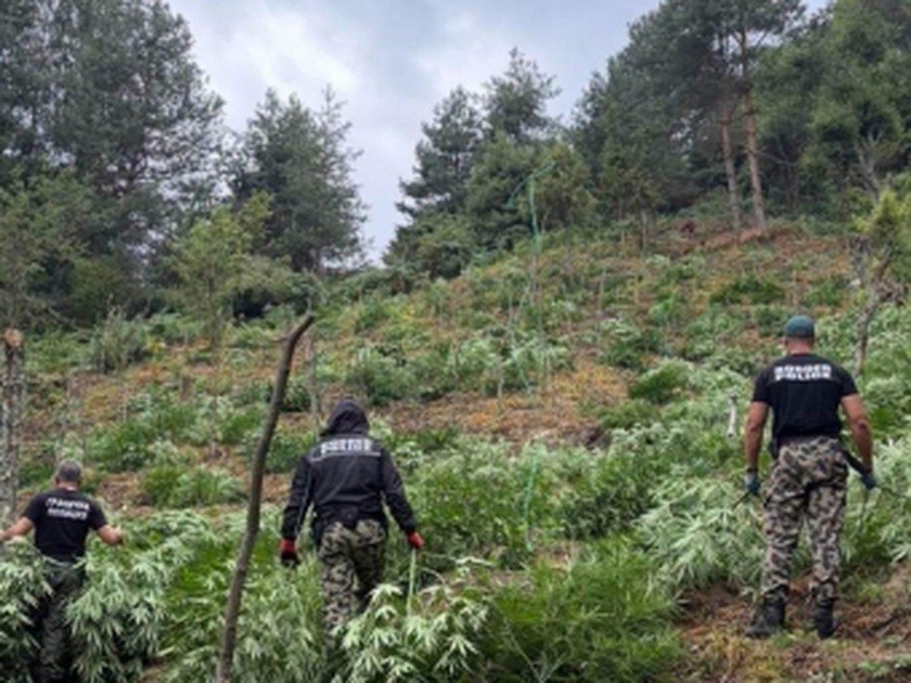 Гранични полицаи унищожиха над 3 тона канабис в планините Пирин и Огражден