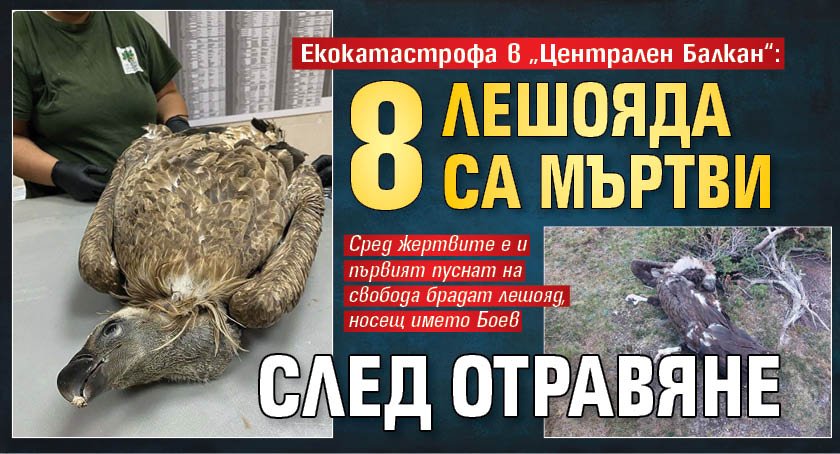 Екокатастрофа в &bdquo;Централен Балкан&ldquo;: 8 лешояда са мъртви след отравяне