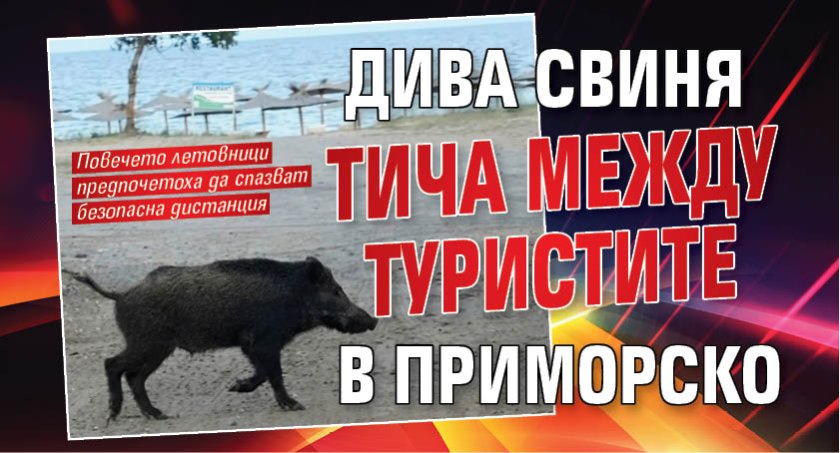 Дива свиня тича между туристите в Приморско