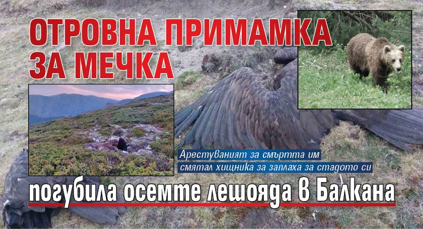Отровна примамка за мечка погубила осемте лешояда в Балкана