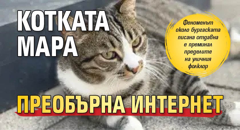 Котката Мара преобърна интернет